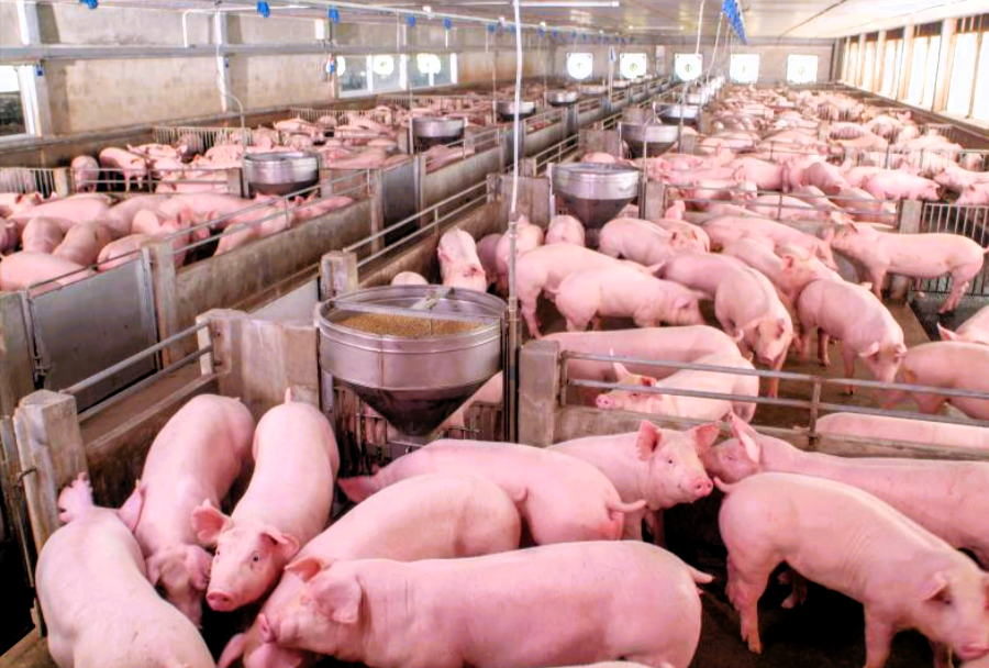 Leiche in Schweine-Mastanlage entdeckt! Grausamer Fund - Toter steckt im Schweinefutter!
