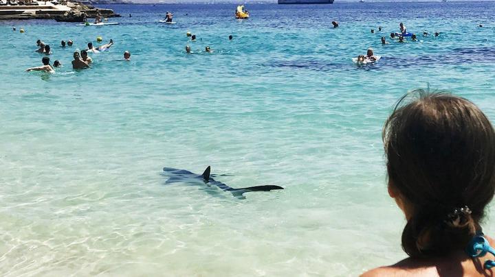 Hai-Attacke zerfetzt Mann an spanischem Strand - Wasser färbt sich blutrot - Panik am Strand!